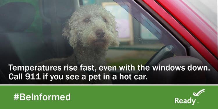 pet_preparedness_hot_car